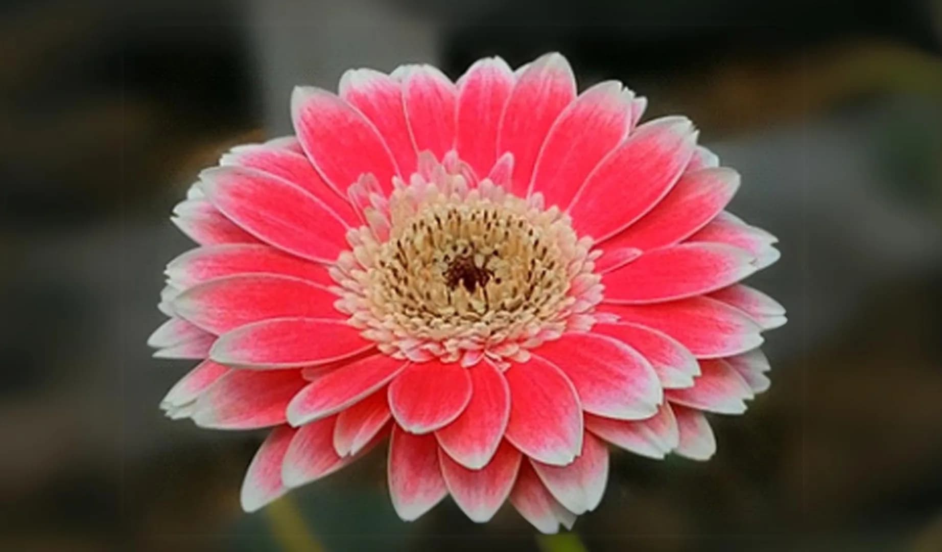 Nashita Agrihorti