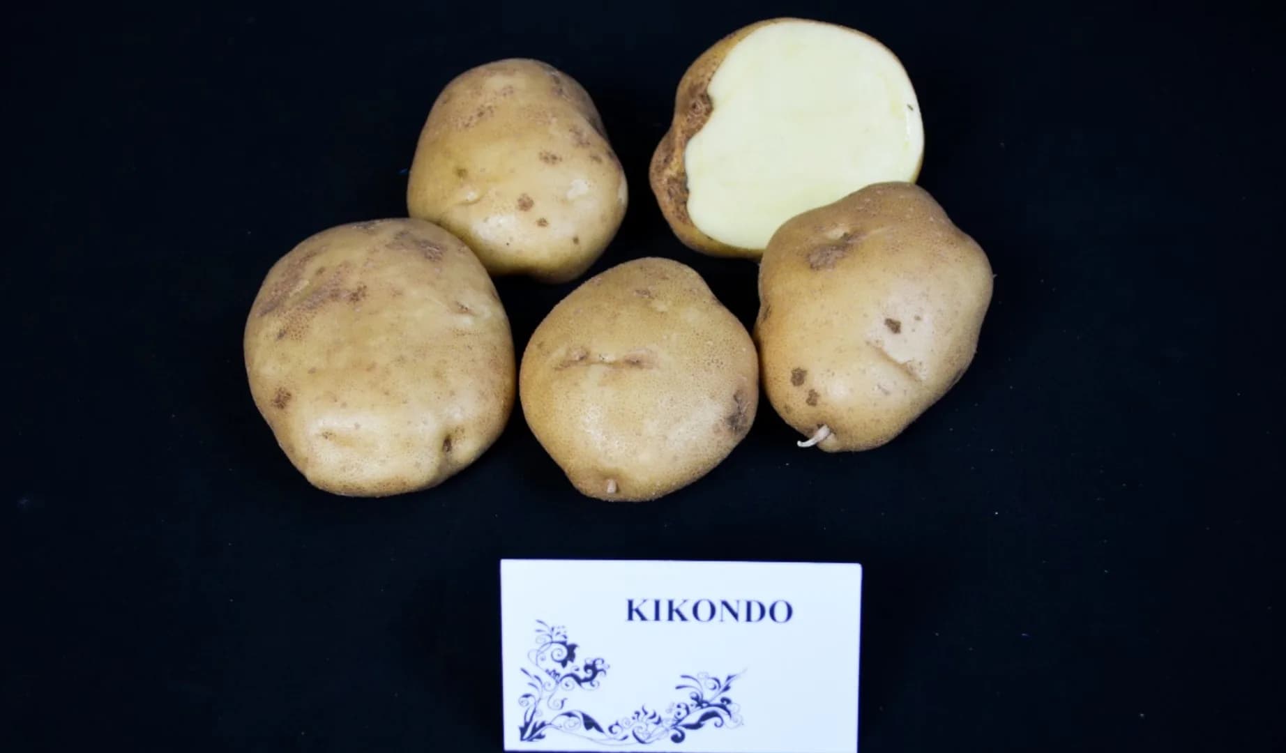 Kikondo