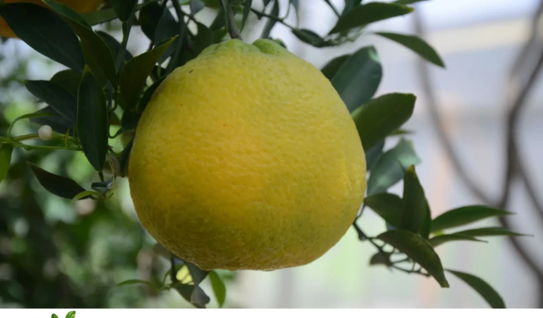 Keprok Krisma Agrihorti