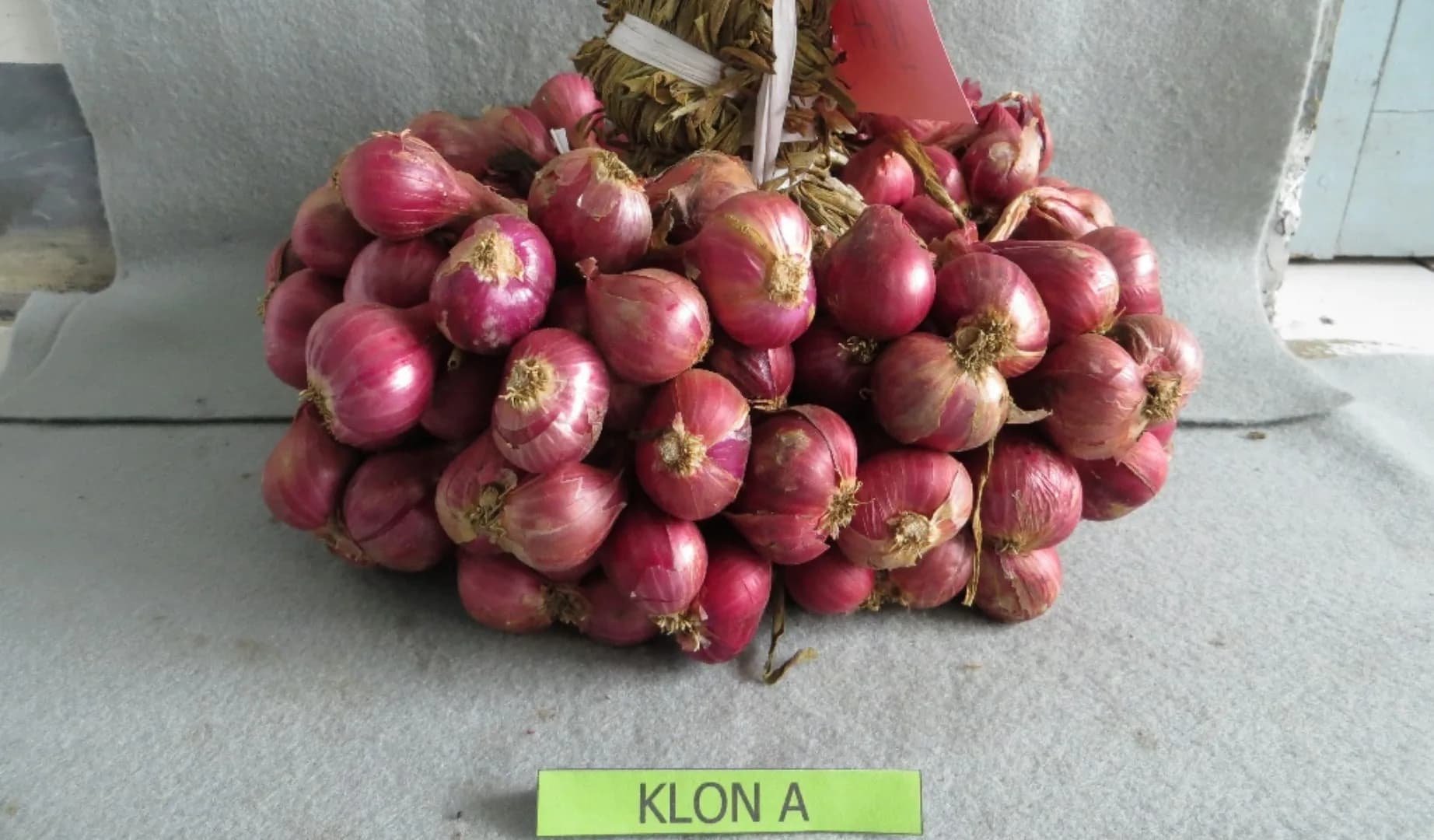 Ambassador 1 Agrihorti