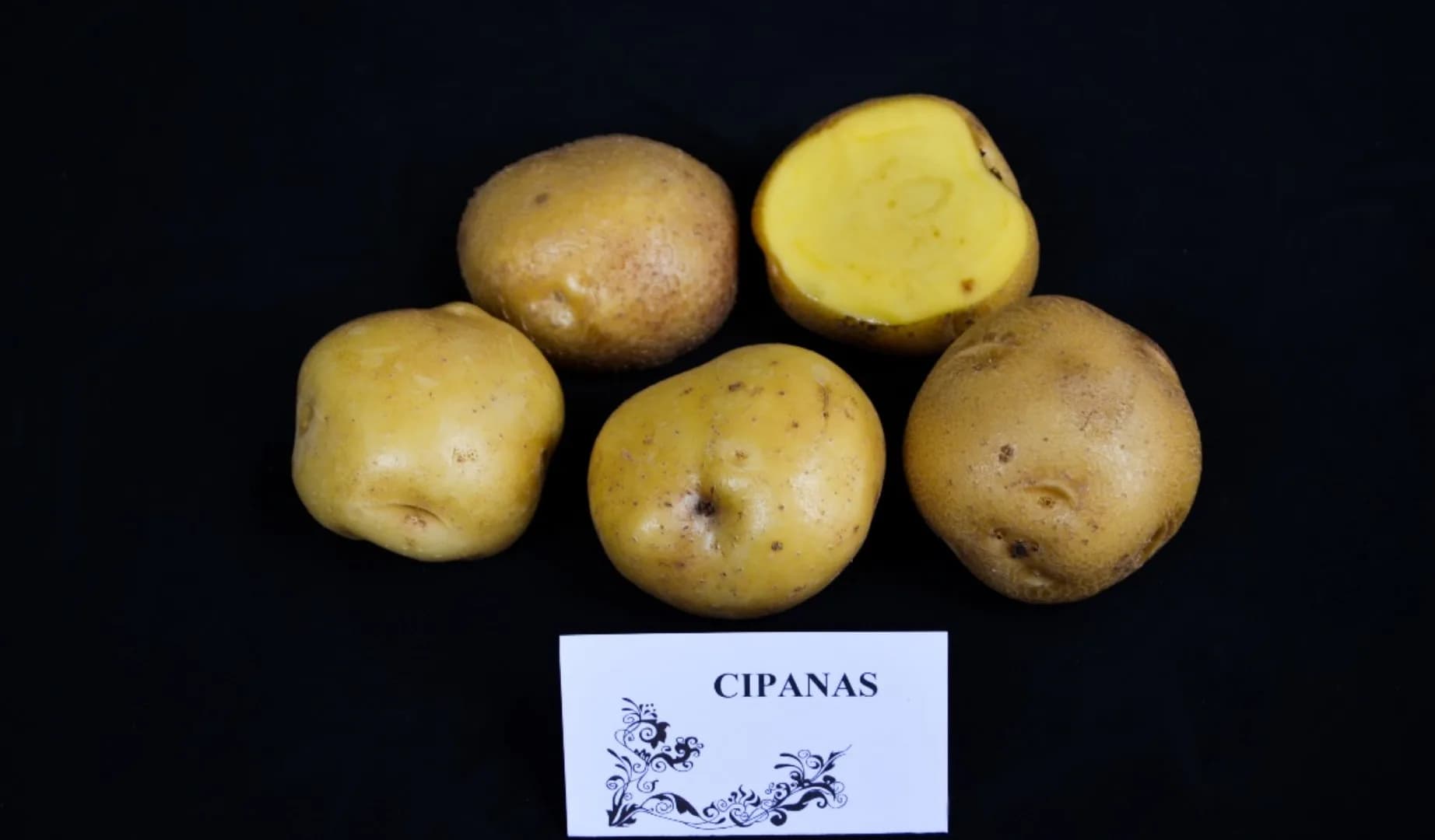 Cipanas