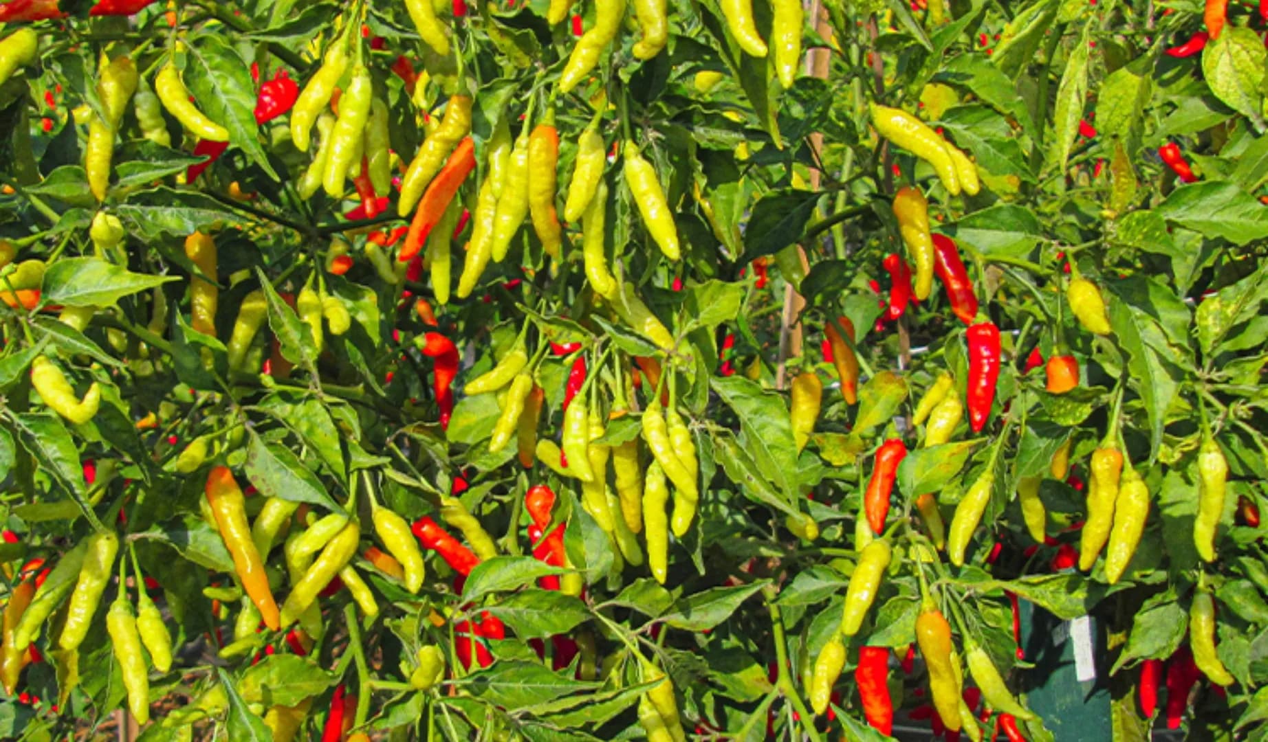 Rabani Agrihorti