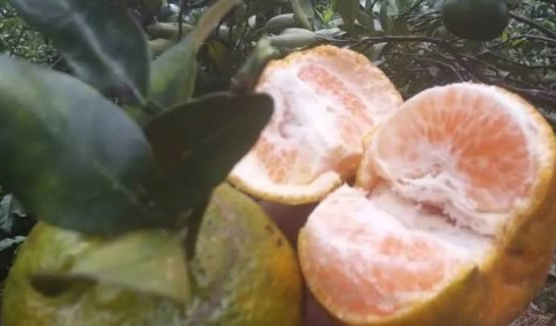 Keprok Gayo