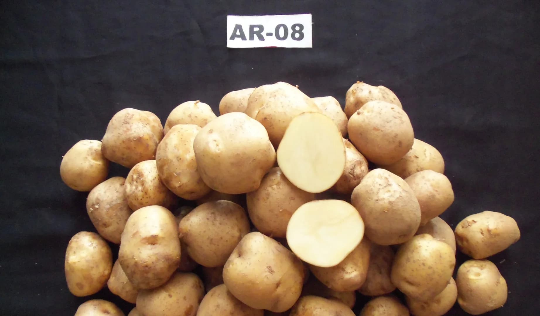 AR 08 Agrihorti