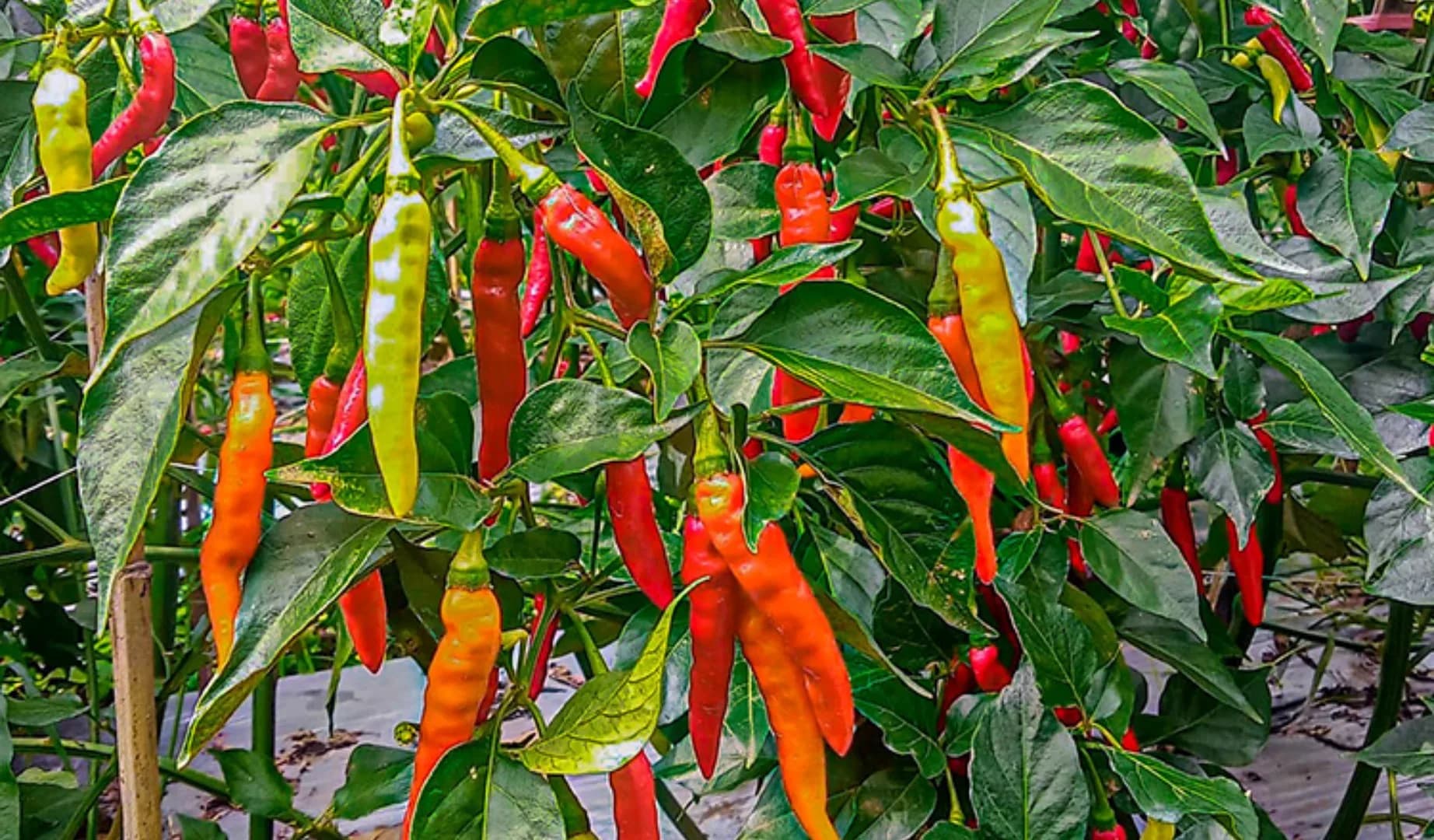 Prima Agrihorti