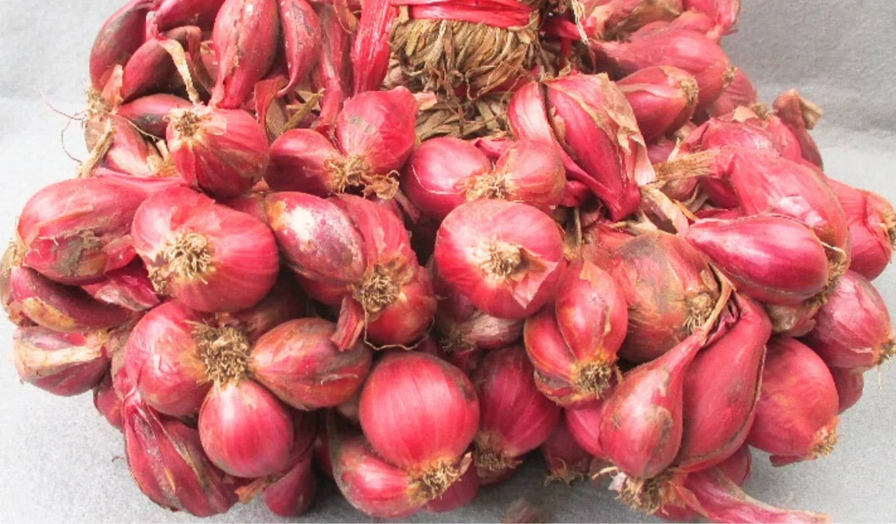 Violetta 1 Agrihorti