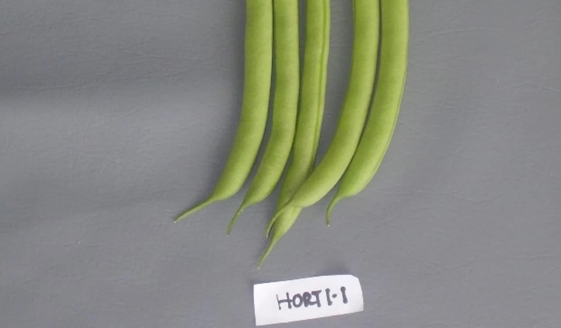 Horti 1