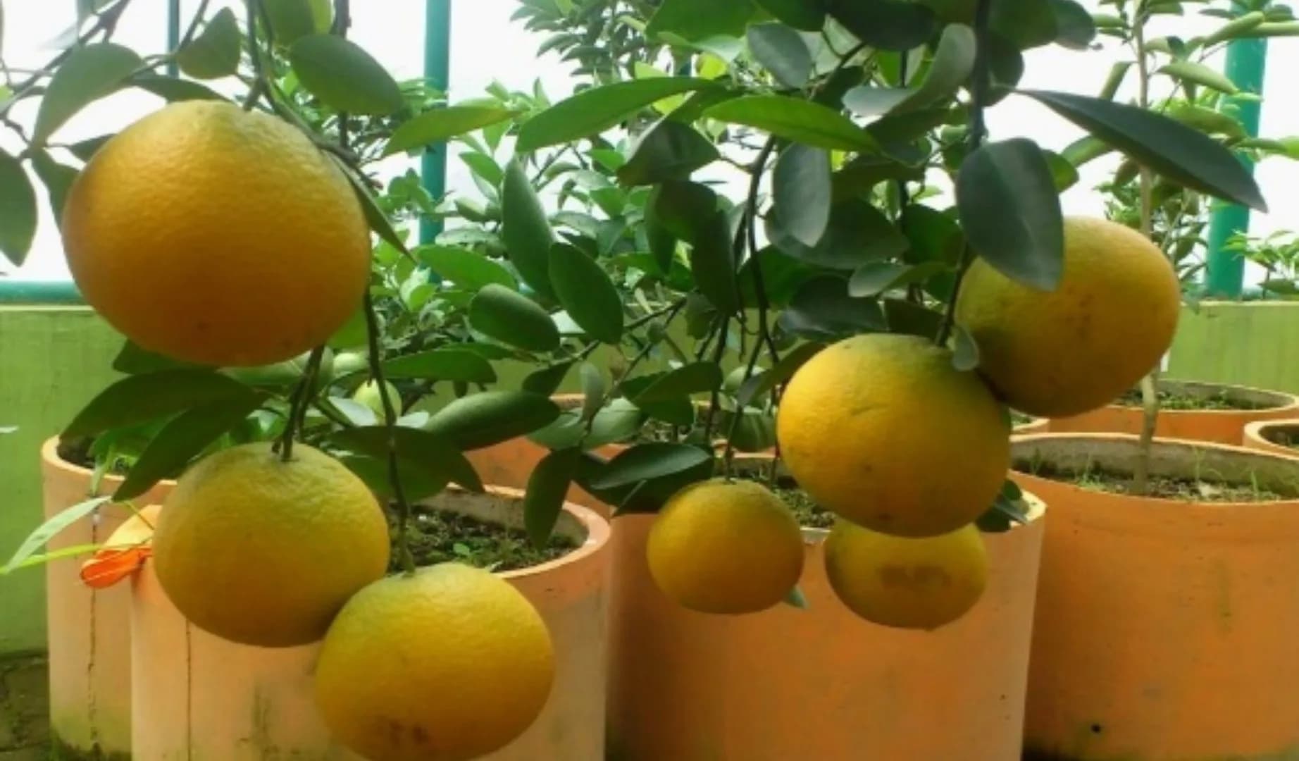 Keprok Topazindo Agrihorti