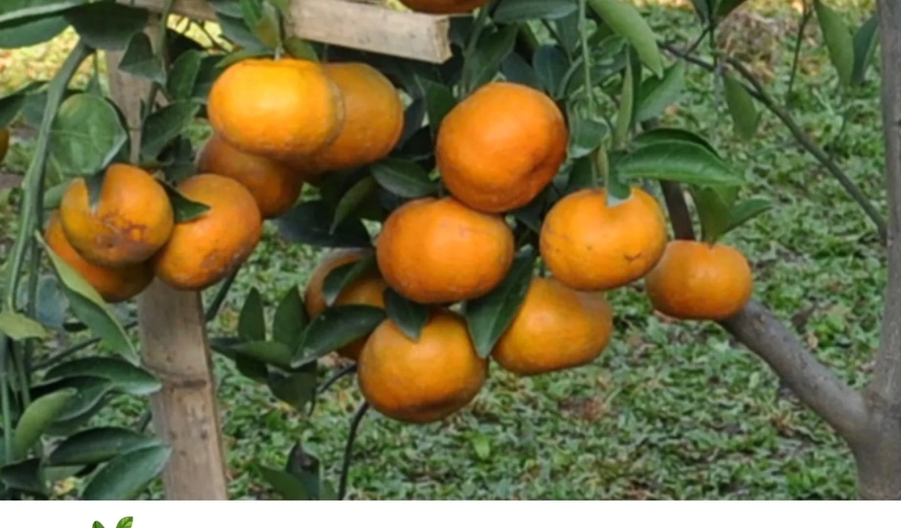 Keprok SoE 86 Agrihorti