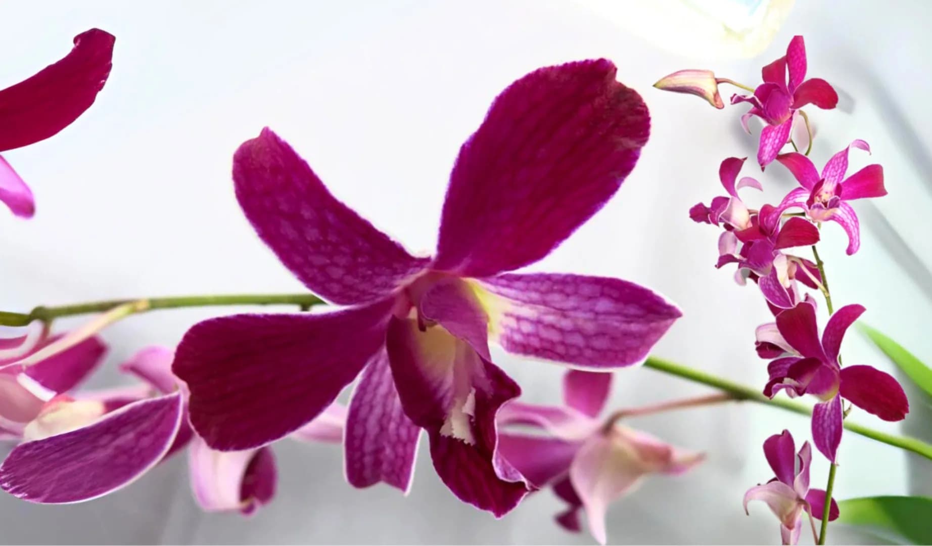 Syifa Agrihorti