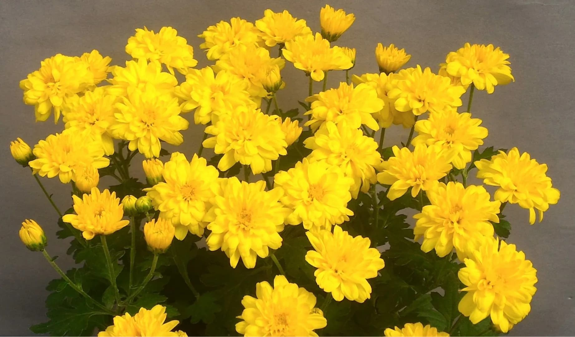Cyra Agrihorti