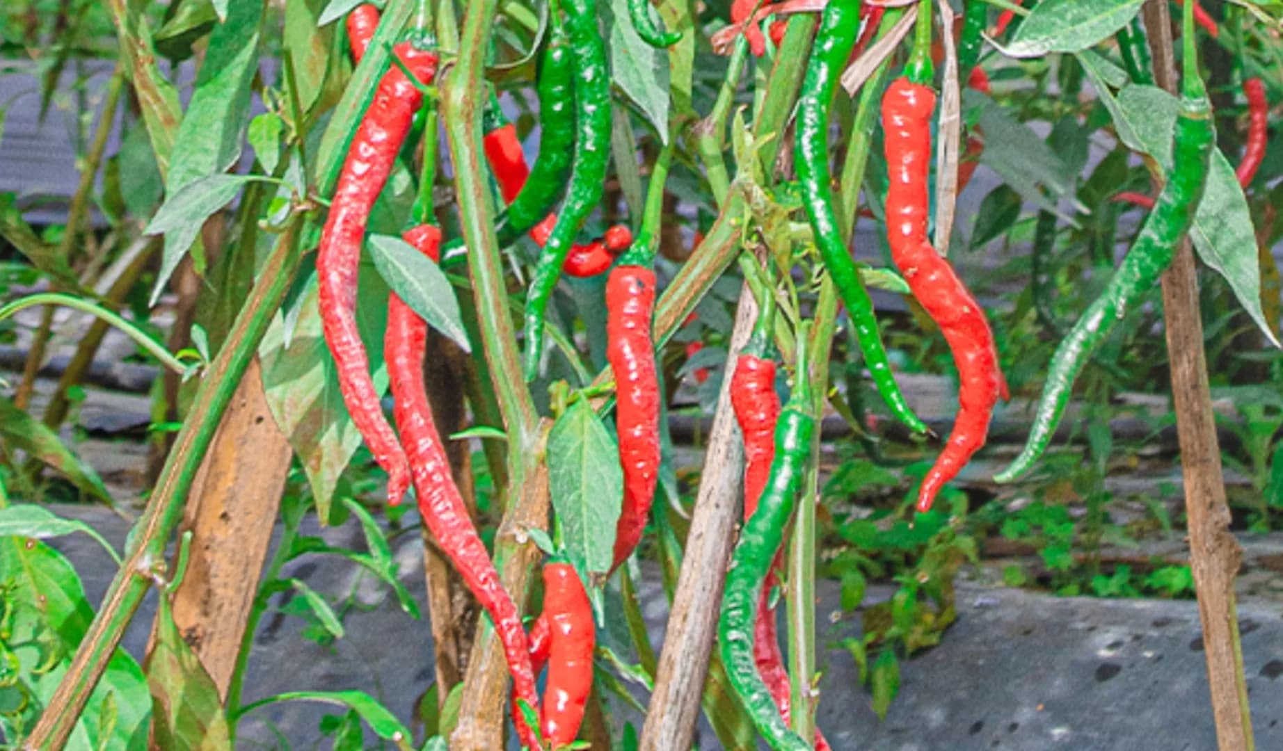 Pancanaka Agrihorti
