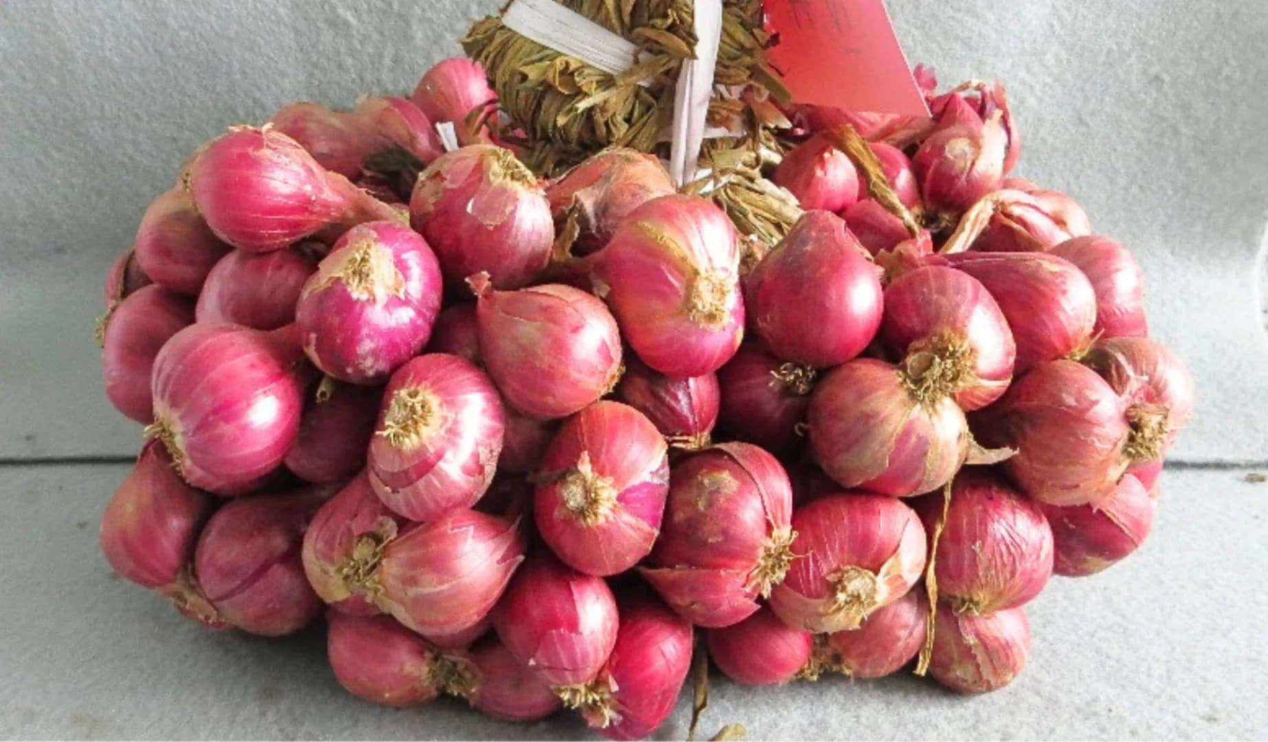 Ambassador 1 Agrihorti