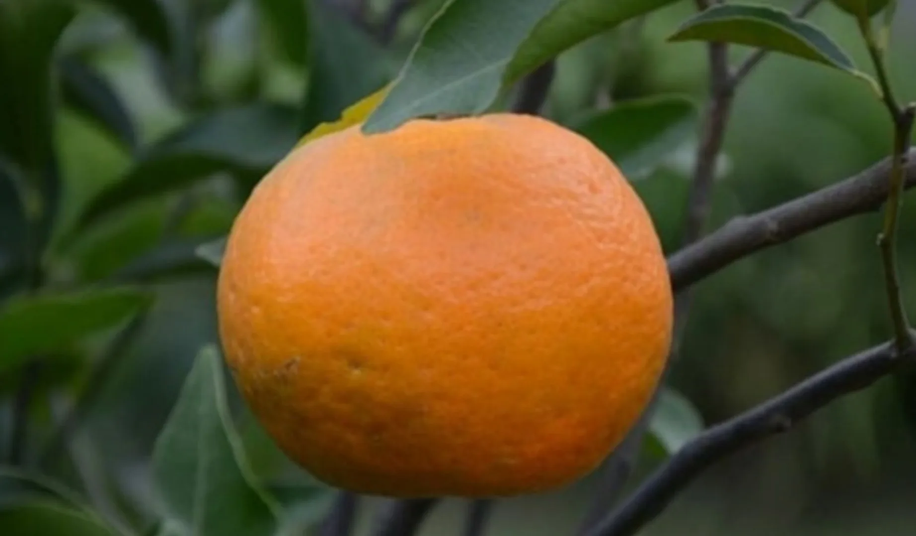Keprok Monita Agrihorti