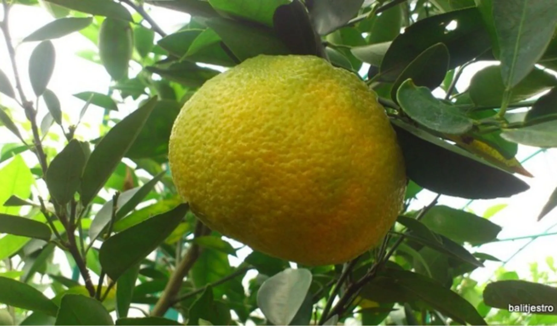 Keprok Topazindo Agrihorti