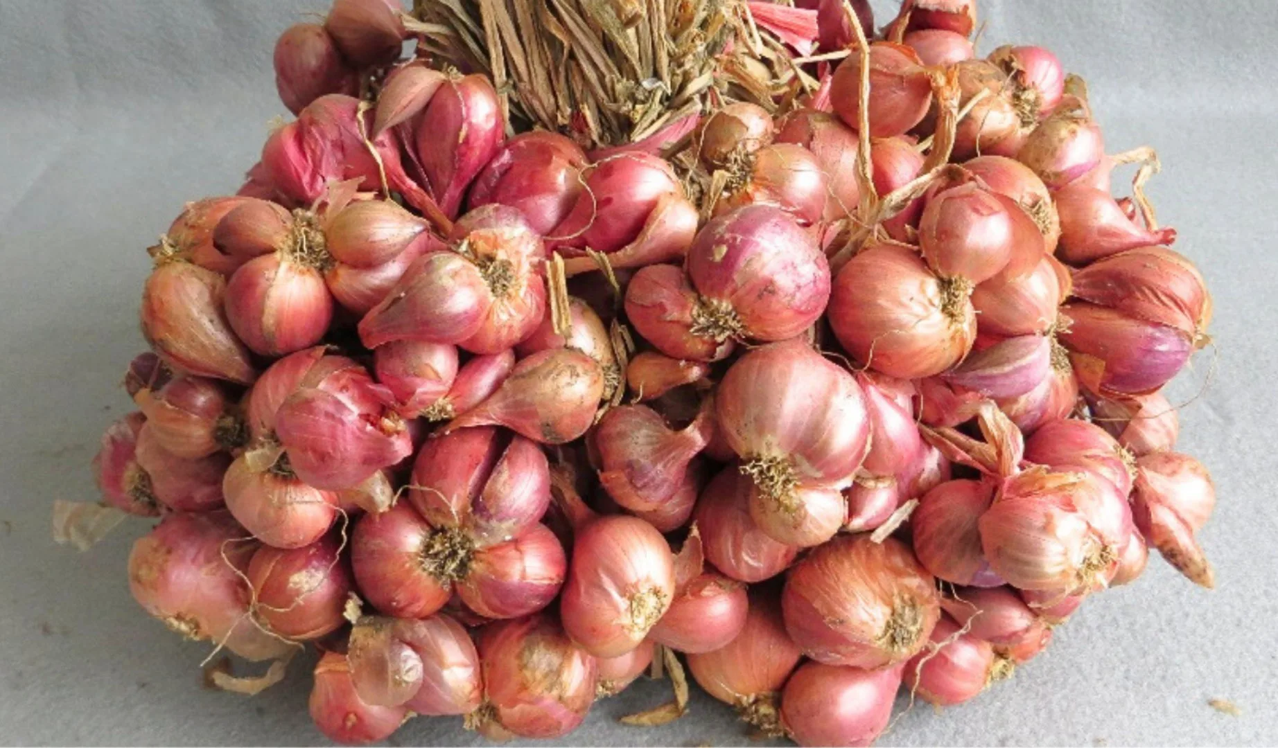 Violetta 2 Agrihorti
