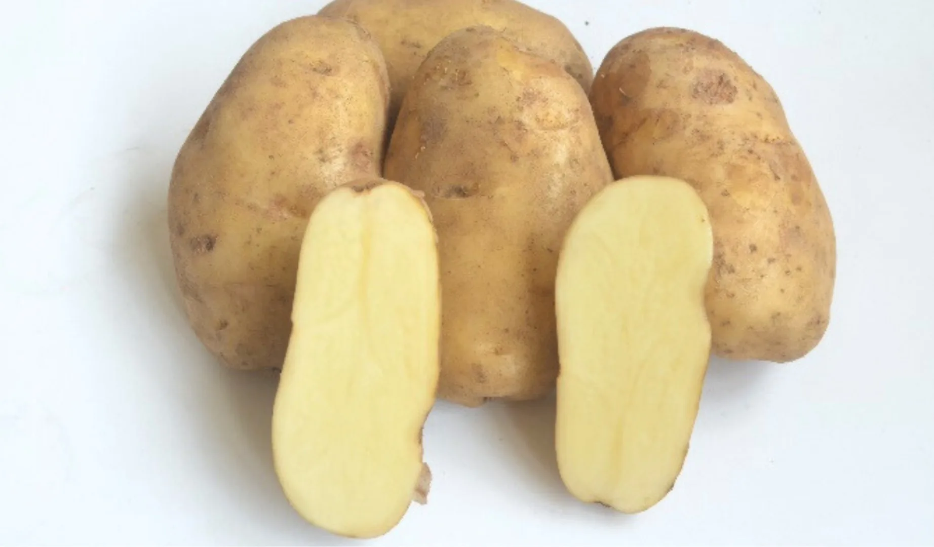 Papita Agrihorti